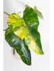 Philodendron domesticum variegata