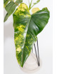 Philodendron domesticum variegata