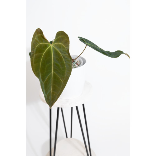 Anthurium crystallinum x...