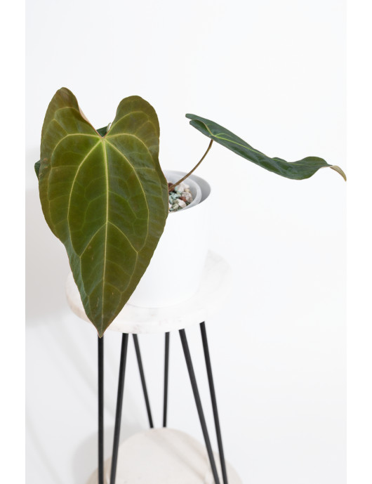 Anthurium crystallinum x...