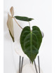Anthurium crystallinum x papillilaminum