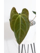 Anthurium crystallinum x papillilaminum