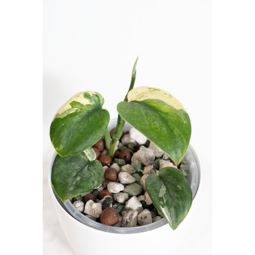 Scindapsus jade satin...