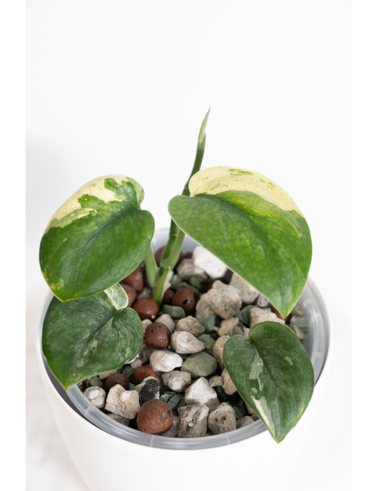 Scindapsus jade satin...