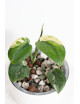 Scindapsus jade satin variegata
