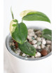Scindapsus jade satin variegata