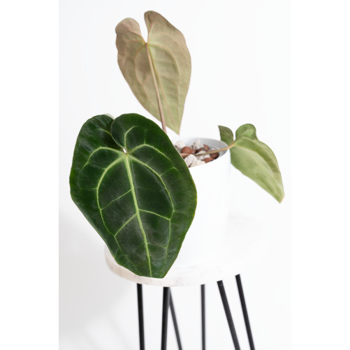 Anthurium besseae aff