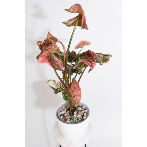 Syngonium strawberry ice...