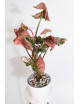 Syngonium strawberry ice galaxy