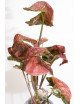 Syngonium strawberry ice galaxy