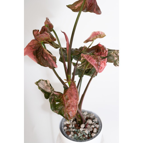 Syngonium strawberry ice galaxy