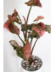 Syngonium strawberry ice galaxy