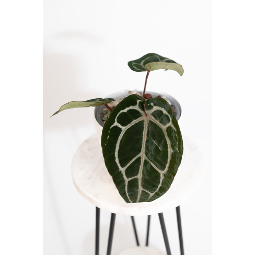 Anthurium Michelle