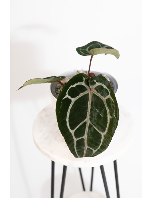 Anthurium Michelle