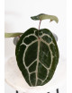 Anthurium Michelle