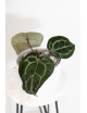 Anthurium Michelle