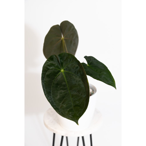 Anthurium papillilaminum