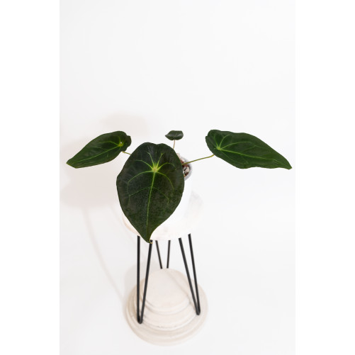 Anthurium magnificum DF x forgetii