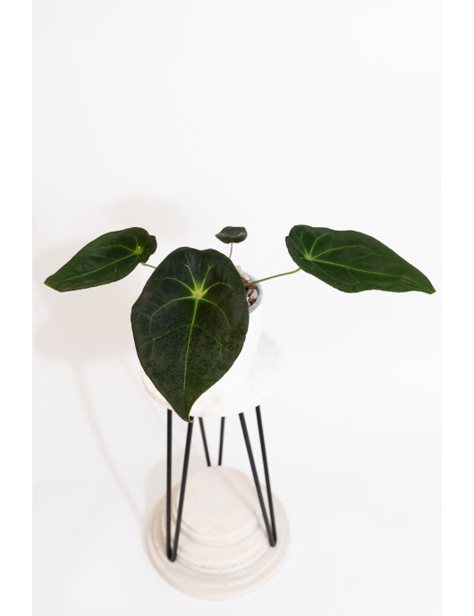 Anthurium magnificum DF x forgetii