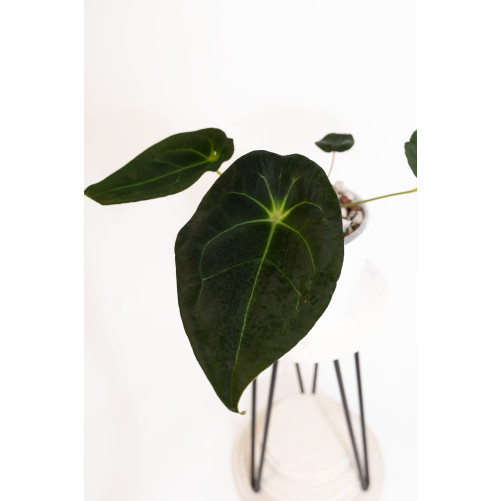 Anthurium magnificum DF x forgetii