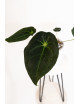 Anthurium magnificum DF x forgetii