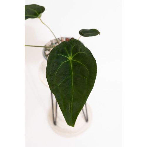 Anthurium magnificum DF x forgetii