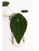 Anthurium magnificum DF x forgetii