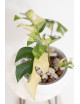 Rhaphidophora tetrasperma variegata