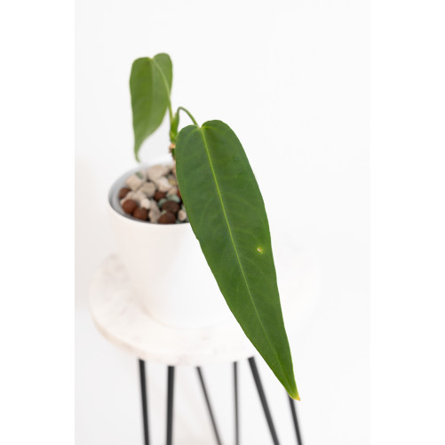 Anthurium warocqueanum...