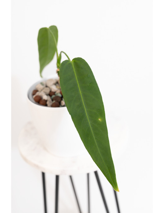 Anthurium warocqueanum 'Esmeralda'