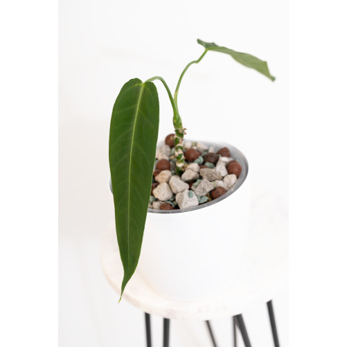 Anthurium warocqueanum 'Esmeralda'
