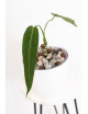 Anthurium warocqueanum 'Esmeralda'