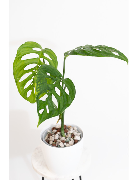 Monstera esqueleto