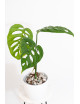 Monstera esqueleto