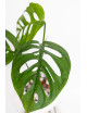 Monstera esqueleto
