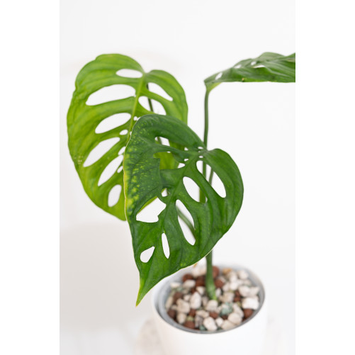 Monstera esqueleto