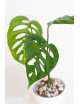Monstera esqueleto