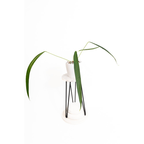 Anthurium pallidiflorum...