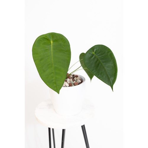 Anthurium peltigerum