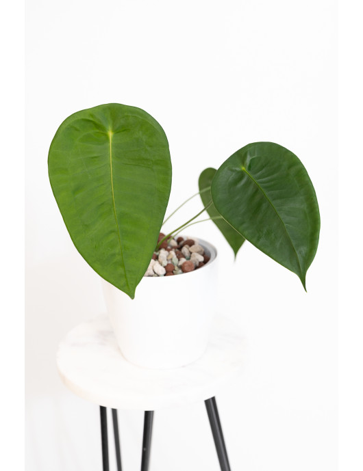 Anthurium peltigerum