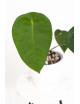 Anthurium peltigerum
