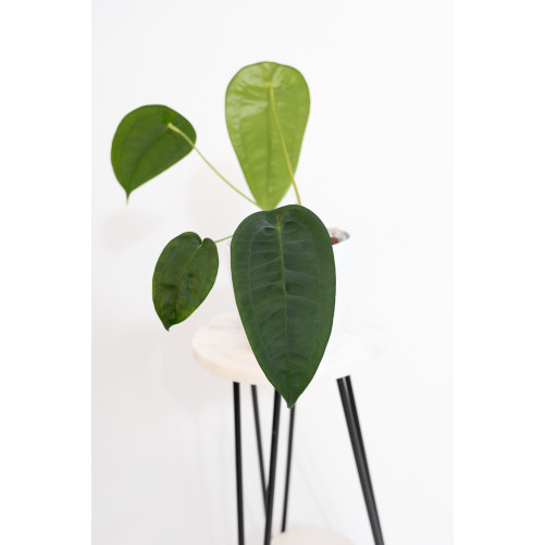 Anthurium peltigerum