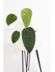 Anthurium peltigerum