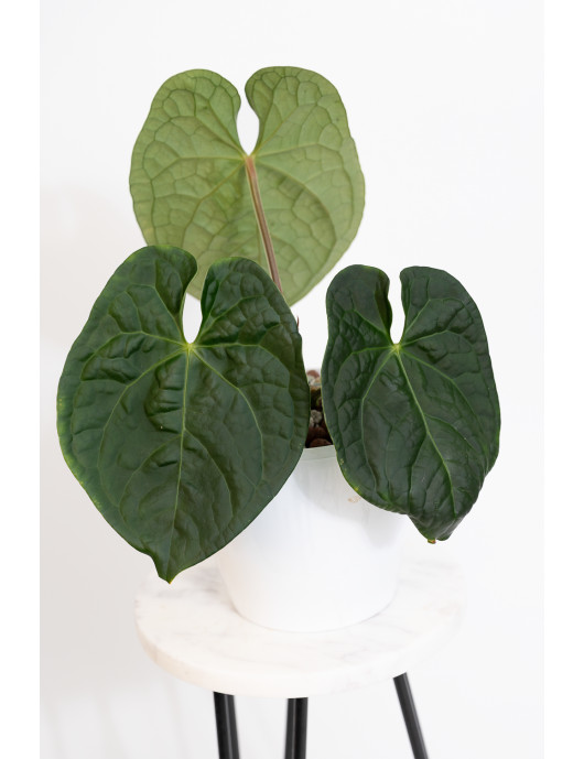 Anthurium luxurians x forgetii (David Portilla Dreams 'Inverse crossing')
