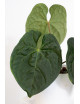 Anthurium luxurians x forgetii (David Portilla Dreams 'Inverse crossing')
