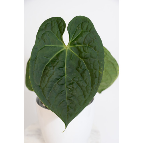 Anthurium luxurians x forgetii (David Portilla Dreams 'Inverse crossing')