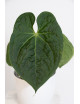 Anthurium luxurians x forgetii (David Portilla Dreams 'Inverse crossing')