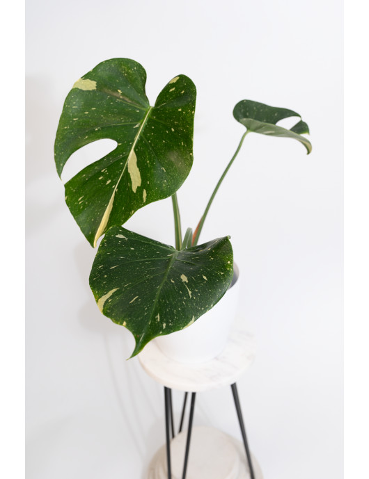 Monstera thai constellation