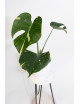 Monstera thai constellation