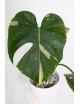 Monstera thai constellation